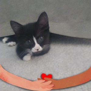 Meet your Posher, Sandy